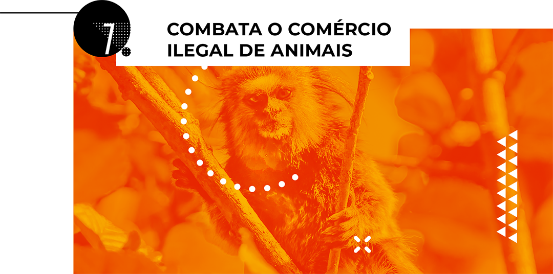 Combata o comércio ilegal de animais
